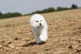 BICHON FRISE 098